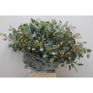 Freshy Eucalyptus Populus Bessen | Kleur: Groen | Lengte ± 65 centimeter | Per 5 bossen