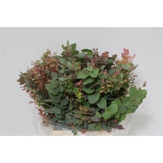 Freshy Eucalyptus Stuart Nature 150gr Short (p. bos)