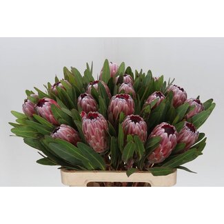 Freshy Protea Pink Ice