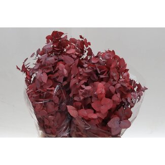Freshy Eucalyptus Stuartiana Geconserveerd Korte Takken | Kleur: Rood | Gewicht 150 gram per bos | Per 5 bossen