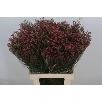 Freshy Limonium Sin Maxim Diamond