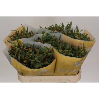 Freshy Alstroemeria “Dancing Queen” | Kleur: Oranje | Lengte ± 75 centimeter | Per 10 stelen