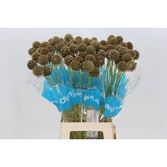 Freshy Scabiosa Stellata Zaaddozen | Kleur: Groen | Lengte ± 70 centimeter | Per 30 stelen