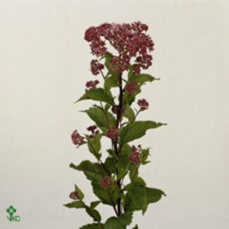 Freshy Eupatorium Mac Atropurpur