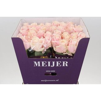 Freshy Rosa Sweet Avalanche Meijer Purple