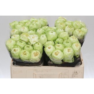 Freshy Rosa White Kahala