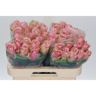 Freshy Rosa Athena Royale