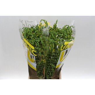 Freshy Freesia dubbel Soleil