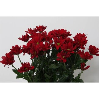 Freshy Troschrysant Chrysanthemum “Barolo” | Kleur: Rood | Lengte ± 70 centimeter | Per 10 stelen