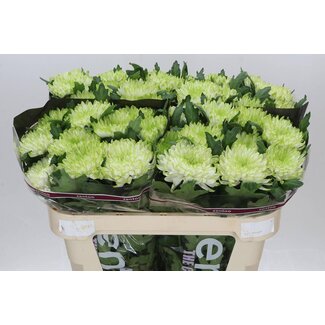 Freshy Chrysant deco Zembla Lime