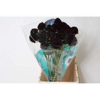 Freshy Scabiosa At Bb Ma Cherry Scoop