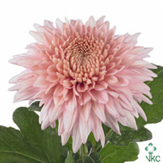 Freshy Chrysant deco Marielle