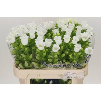 Freshy Campanula Klokje “Champion White” | Kleur: Wit | Lengte ± 70 centimeter | Per 10 stelen