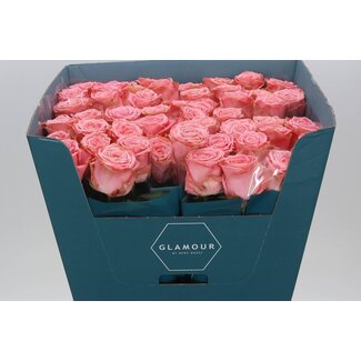 Freshy Rosa Sophia Loren Glamour