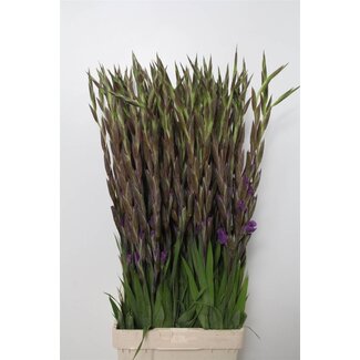 Freshy Grootbloemige Gladiolen "Milka" | Kleur: Paars | Lengte ± 110 centimeter | Per 10 stelen