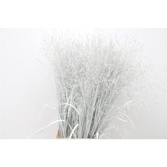 Freshy Panicum (siergras) Col White