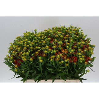 Freshy Helenium Zonnehoed “Autumn Fire” | Kleur: Bruin | Lengte ± 60 centimeter | Per 20 stelen