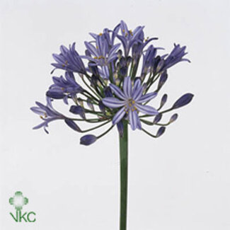 Freshy Agapanthus Atlantic Ocean Eijco
