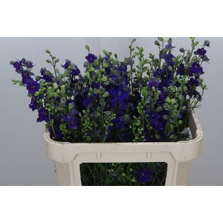 Freshy Consolida Regalis Ridderspoor “Q Dark Blue” Bio | Kleur: Paars | Lengte ± 70 centimeter | Per 10 stelen
