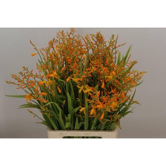 Freshy Crocosmia George Davids