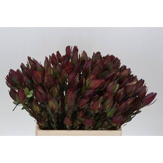 Freshy Leucadendron Senorita