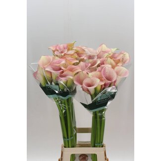 Freshy Zantedeschia Capt Rosette