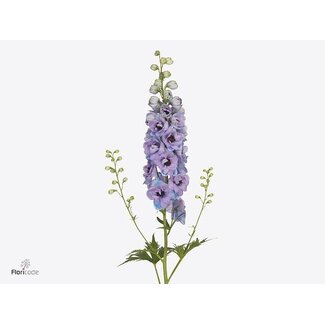 Freshy Delphinium El Delphi's Hawaii