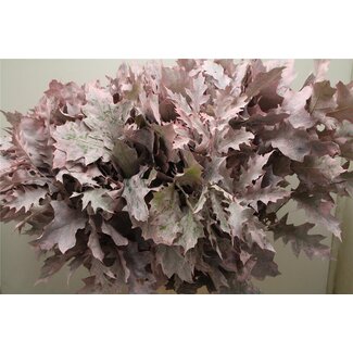 Freshy Quercus Rubra Col Pink Frosted
