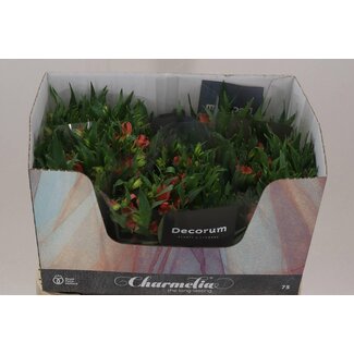 Freshy Alstroemeria Fl Charme Apricot
