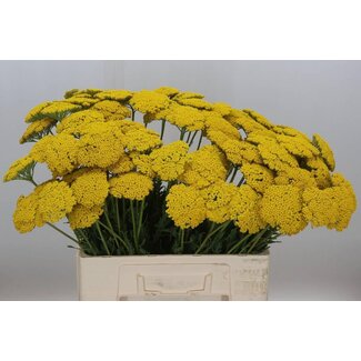 Freshy Achillea F Park Variety