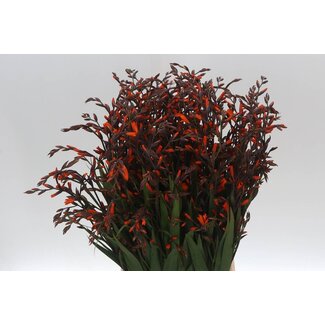 Freshy Crocosmia Emily Mckenzi