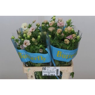 Freshy Ranunculus Ranonkel Butterfly “Isis” | Kleur: Roze | Lengte ± 60 centimeter | Per 10 stelen