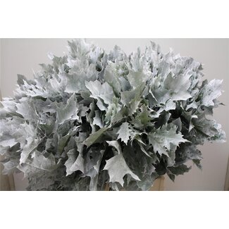 Freshy Quercus Rubra Col White Frosted