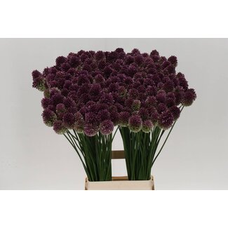 Freshy Allium Sphaerocephal