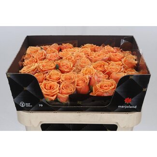 Freshy Rosa Novi X L