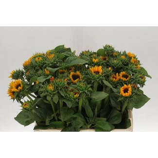Freshy Helianthus Sonja