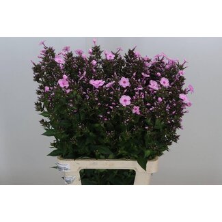 Freshy Phlox P Overig Roze
