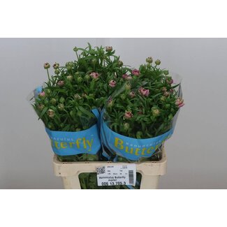 Freshy Ranunculus Butterfly Jupiter