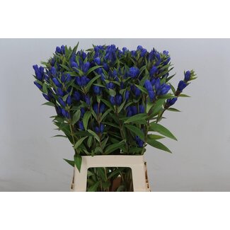 Freshy Gentiana Gentiaan “Just Blue” | Kleur: Blauw | Lengte ± 70 centimeter | Per 10 stelen