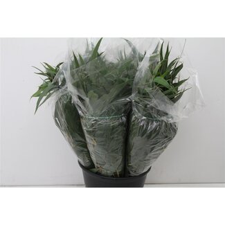 Freshy Eucalyptus Victoria Lancet 55cm 10 tak (p. bos)