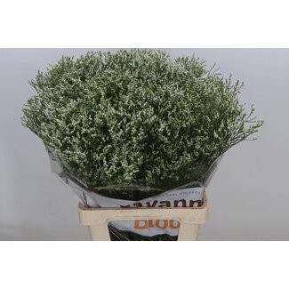Freshy Limonium Sin China White