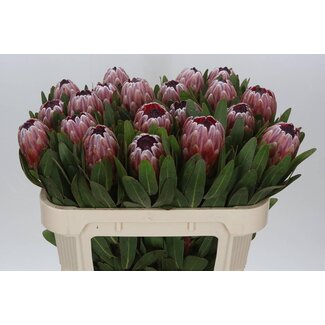 Freshy Protea Pink Ice