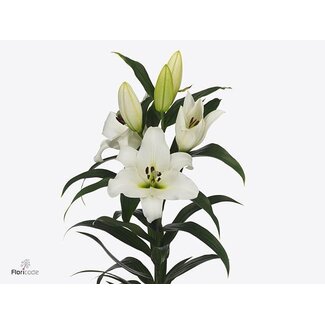 Freshy Lelie Oriental Aqua Tourmalet