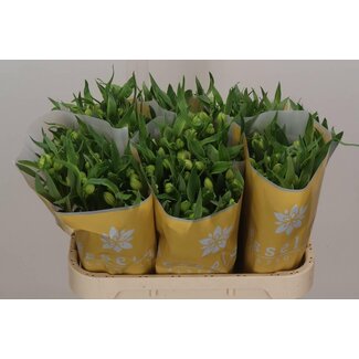 Freshy Alstroemeria Virginia
