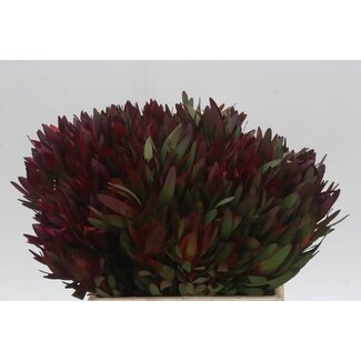 Freshy Leucadendron Saf Sunset