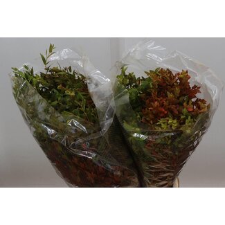 Freshy Eucalyptus Parvi Col Autumn Short (p. bos)
