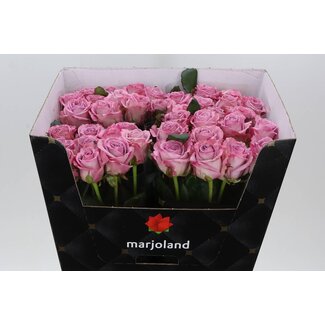 Freshy Rosa Nayeli X L