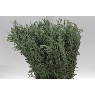 Freshy Lavandula Dentata Franse Lavendel | Kleur: Groen | Lengte ± 50 centimeter | Per 5 bossen