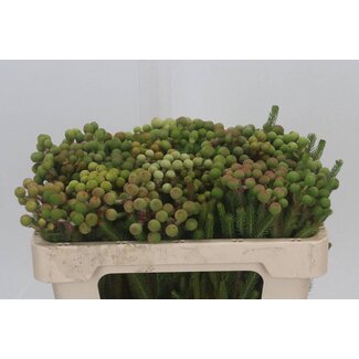 Freshy Berzelia Galpinii