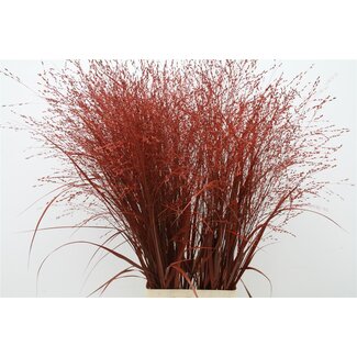 Freshy Panicum (siergras) Col Red